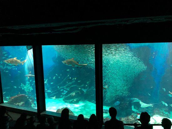 Monde marin d'Uminonakamichi